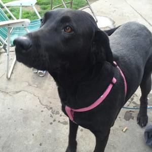 Meet your Posher, Harry